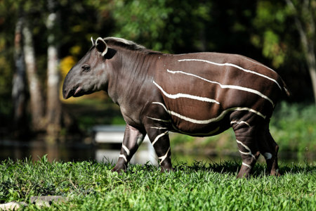 South American tapir