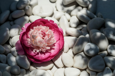 Pink peony blossom on white stones