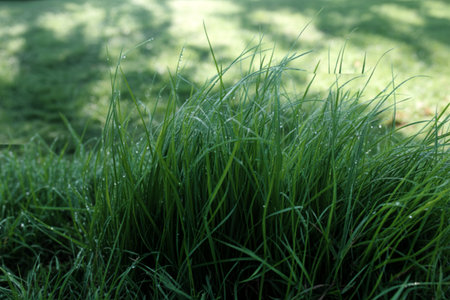 A close-up shot reveals vibrant green grass blades glistening with morning dew. The background is...