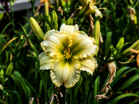 Closeup of a lovely cream Hemerocallis daylily flowering in a gardenの素材