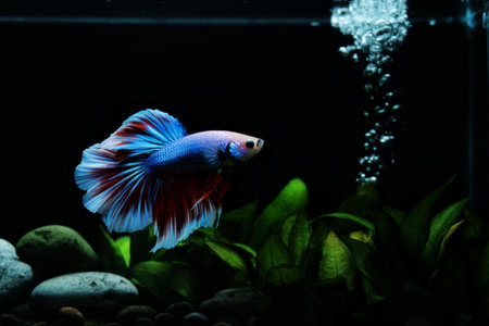 A stunning halfmoon betta fish, showcasing its vibrant blue, red, and white fins, gracefully swims in a dark aquarium with lush green plants and smooth stones.の素材