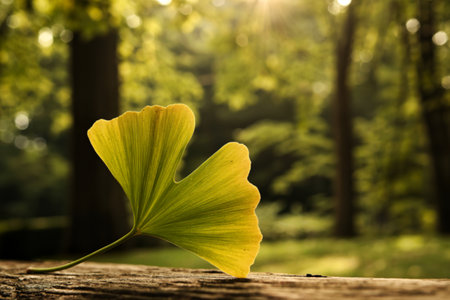 Single ginkgo biloba leaf on wood in forestの素材