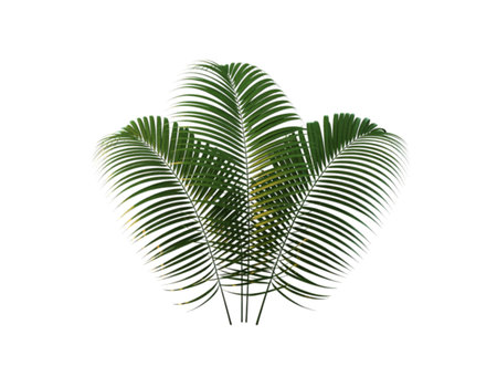 A cluster of vibrant green palm fronds gracefully fans out against a stark white background, showcasing their delicate, feathery texture and tropical appeal.の素材