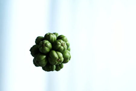 A cluster of light green seeds, possibly from a plant, are arranged in a spherical formation against a blurred, light-blue background.の素材