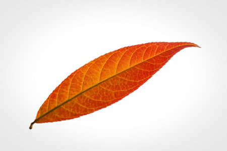 A vibrant orange autumn leaf is shown against a stark white background. The leaf's intricate vein...