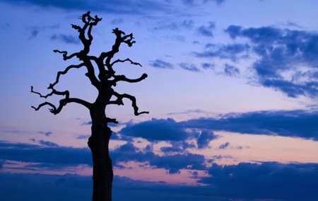 A stark, dark silhouette of a bare, twisted tree stands against a soft twilight sky. Wispy clouds in...