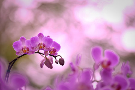 A stunning close-up captures the exquisite beauty of several pink orchids in bloom. The soft focus background enhances the delicate petals and creates a serene, peaceful mood. Ideal for beauty or floral-themed projects, this image evokes tranquility and natural elegance.の写真素材