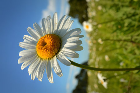 A single daisy with water droplets on its petals is in sharp focus against a softly blurred...