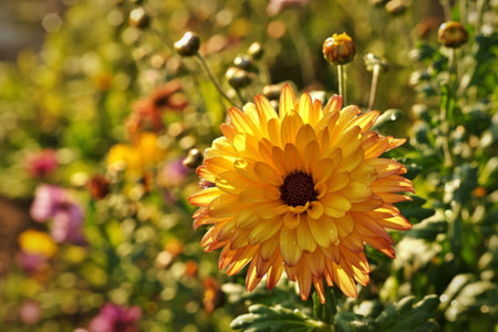 A single, vibrant yellow chrysanthemum with dew drops stands out against a softly blurred background...