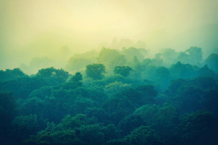 A dense forest canopy shrouded in mist, with soft golden light illuminating the upper layers of...