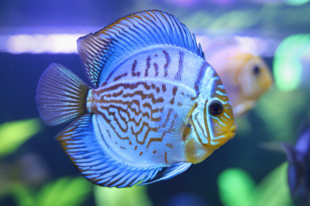 A striking blue discus fish with intricate patterns swims gracefully in a lush green aquarium, with...
