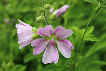 Close-up of delicate pink wildflowers with detailed petals, set against a blurred background of lush...