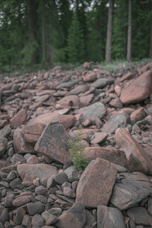 A close-up view of a forest floor covered in various sizes of reddish-brown and gray rocks, with trees visible in the blurred background.の写真素材
