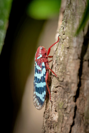 A vibrant red and blue striped lantern bug is perched on a textured tree trunk, its legs gripping...