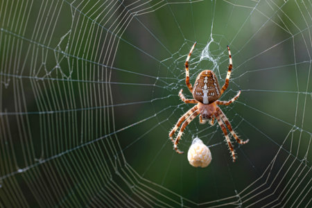 A detailed close-up of a garden orb weaver spider, its legs spread, clinging to its intricate web with a white egg sac attached.の写真素材