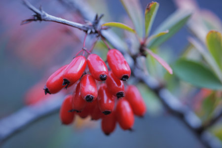 A close-up view of a cluster of vibrant red barberries, with blurred green foliage and branches in the background.の写真素材