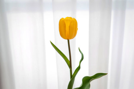 A solitary, vibrant yellow tulip with green leaves and stem is centered against a softly blurred white backdrop.の写真素材