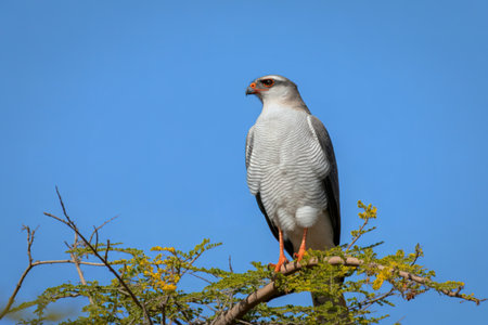 A majestic white hawk with gray wings and a reddish eye is perched on a leafy branch, surveying its...
