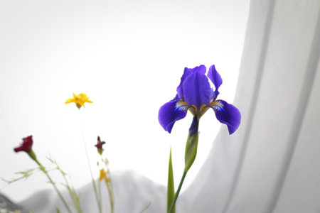 A vibrant purple iris stands tall in the foreground, with other delicate flowers blurred in the...
