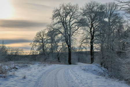 A serene winter landscape featuring a snow-covered path winding through leafless trees with a soft,...