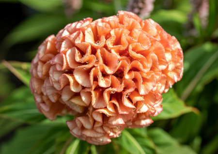 A detailed view of a vibrant peach celosia flower with its unique ruffled and folded petals, set...