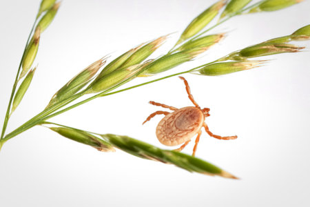 A macro photograph shows a light brown tick attached to a green grass stem against a clean white background.の写真素材
