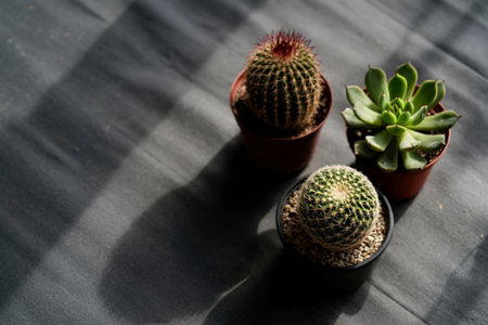 Three small potted succulents, including a barrel cactus and an Echeveria, sit on a textured surface, illuminated by dramatic sunlight creating long shadows.の写真素材