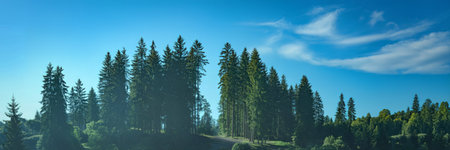 A dense forest of tall evergreen trees stands against a vibrant blue sky with wispy clouds, showcasing natural beauty and a sense of height.の写真素材