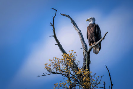 A powerful eagle with white head and brown body sits regally on a dead tree, surveying its domain...