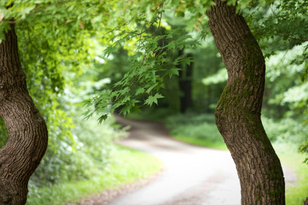 A tranquil dirt path winds through a lush green forest, framed by the textured bark of two prominent trees bathed in dappled sunlight.の写真素材