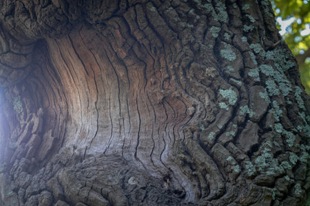 Detailed texture of rough, gnarled tree bark with a faint rainbow effect visible in the sunlight.の写真素材