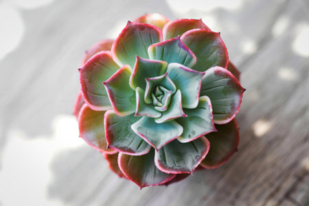 A top-down view of a succulent rosette with vibrant green and pink tipped leaves, casting shadows on a textured surface.の写真素材
