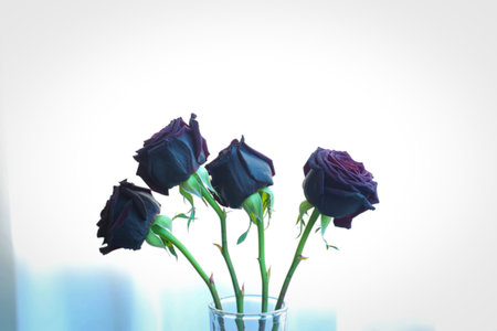 A close-up shot of four dark, wilted roses in a vase, set against a softly blurred bright white background.の写真素材