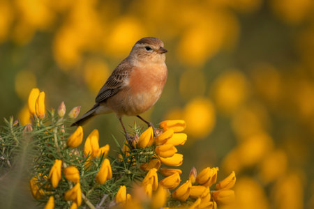 A small, light brown bird with a pinkish breast sits on a flowering branch with vibrant yellow blossoms. The background is softly blurred.の写真素材