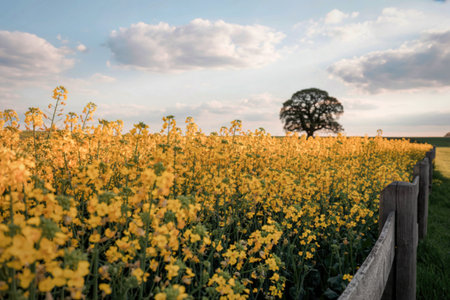 A solitary oak tree stands tall in a vast field of bright yellow canola flowers, bordered by a rustic wooden fence under a partly cloudy sky.の写真素材