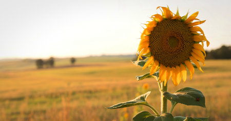 A single, vibrant sunflower dominates the foreground of a sun-drenched field, with distant figures blurred in the soft morning light.の写真素材
