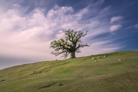 A single, majestic tree dominates a rolling green hillside, set against a dramatic sky with wispy clouds and hints of sunlight.の写真素材