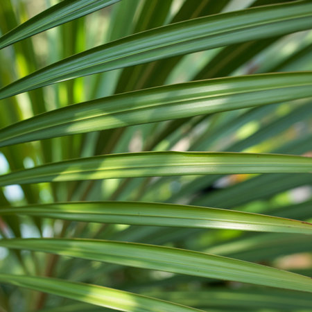 Detailed view of parallel green palm leaves, showcasing natural textures and soft, diffused light creating a serene tropical atmosphere.の写真素材