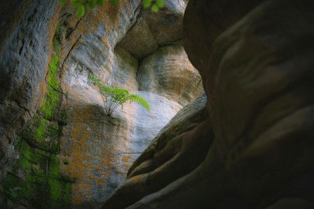 A dramatic view into a rocky gorge, with sunlight illuminating vibrant green moss clinging to the weathered stone walls.の写真素材