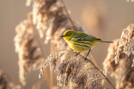 A vibrant yellow warbler with striped wings sits on a fluffy, dried plant stem, bathed in warm, diffused sunlight.の写真素材