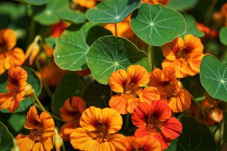 A close-up image of bright orange and yellow flowers surrounded by lush green leaves.の写真素材