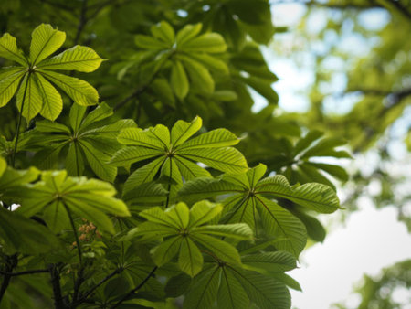 A close-up image of lush, green leaves with distinct veins, illuminated by natural light filtering...