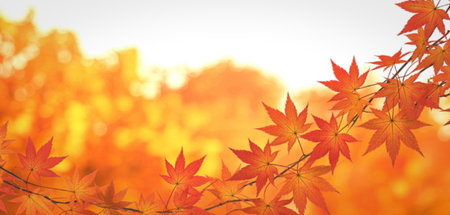 A close-up view of bright orange and yellow autumn leaves illuminated by sunlight, creating a warm...