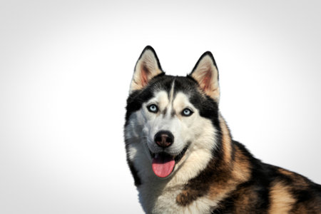 A Siberian Husky with striking blue eyes and a white and black coat is shown with its tongue...