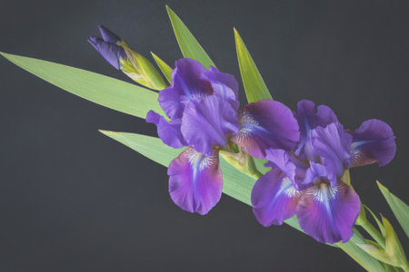 A close-up photograph of vibrant purple iris flowers with green leaves set against a dark...