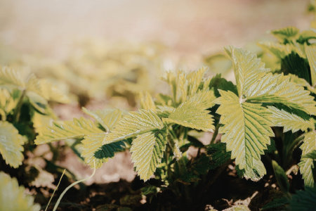 This image presents a close-up view of vibrant green leaves, likely from a plant growing in a garden...