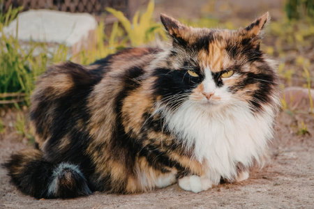 A beautiful, fluffy calico cat with a mix of white, black, and orange fur sits peacefully on the...