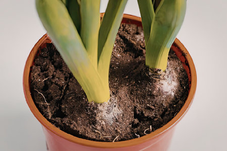 This image presents a close-up view of a small potted plant with green leaves and a bulbous base,...