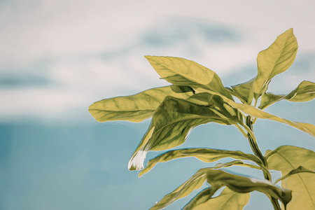 A close-up of a green plant with vibrant leaves against a serene blue sky with white clouds.