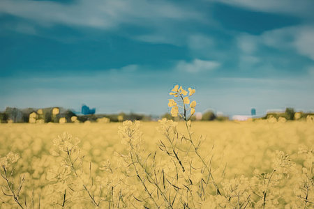 a field of yellow flowers with a blue sky and white clouds